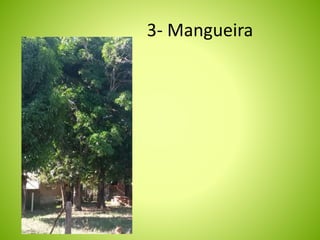 3- Mangueira 
 