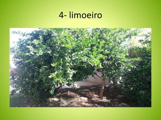 4- limoeiro 
 
