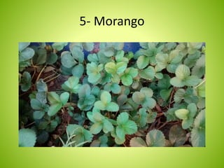 5- Morango 
 