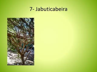 7- Jabuticabeira 
 