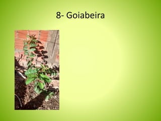 8- Goiabeira 
 