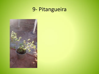 9- Pitangueira 
 