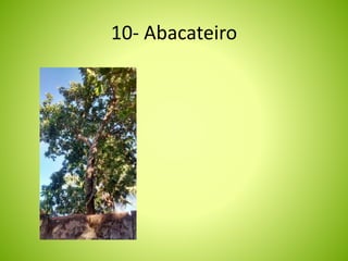 10- Abacateiro 
 