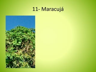 11- Maracujá 
 