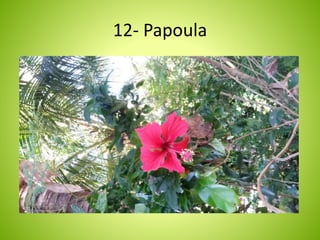 12- Papoula 
 