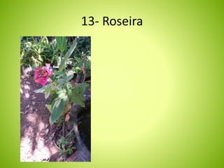 13- Roseira 
 