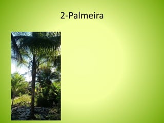 2-Palmeira 
 