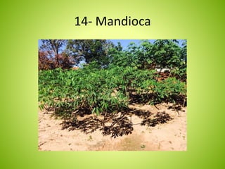 14- Mandioca 
 