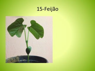 15-Feijão 
