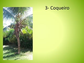 3- Coqueiro 
 