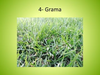 4- Grama 
 