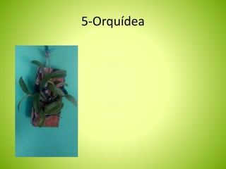 5-Orquídea 
 
