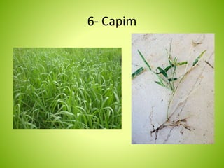 6- Capim 
 