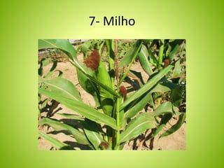 7- Milho 
 
