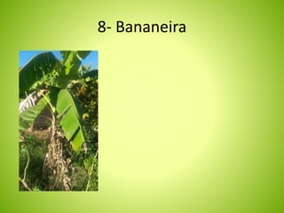 8- Bananeira 
 