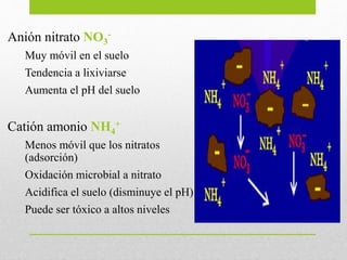 Anión nitrato NO3
-
Muy móvil en el suelo
Tendencia a lixiviarse
Aumenta el pH del suelo
Catión amonio NH4
+
Menos móvil q...