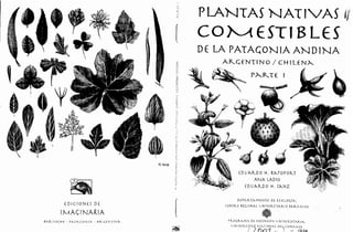 Plantas nativas comestibles de la patagonia argentina chilena parte i