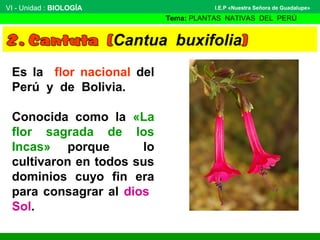 VI - Unidad : BIOLOGÍA
Tema: PLANTAS NATIVAS DEL PERÚ
I.E.P «Nuestra Señora de Guadalupe»
Es la flor nacional del
Perú y de Bolivia.
Conocida como la «La
flor sagrada de los
Incas» porque lo
cultivaron en todos sus
dominios cuyo fin era
para consagrar al dios
Sol.
 