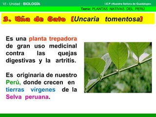VI - Unidad : BIOLOGÍA
Tema: PLANTAS NATIVAS DEL PERÚ
I.E.P «Nuestra Señora de Guadalupe»
Es una planta trepadora
de gran uso medicinal
contra las quejas
digestivas y la artritis.
Es originaria de nuestro
Perú, donde crecen en
tierras vírgenes de la
Selva peruana.
 