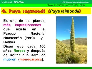 VI - Unidad : BIOLOGÍA
Tema: PLANTAS NATIVAS DEL PERÚ
I.E.P «Nuestra Señora de Guadalupe»
Es una de las plantas
más impresionantes
que existe en el
Parque Nacional
Huascarán (Perú) y
Bolivia.
Dicen que cada 100
años florece y después
de soltar sus semillas
mueren (monocárpica).
 