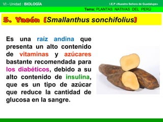 VI - Unidad : BIOLOGÍA
Tema: PLANTAS NATIVAS DEL PERÚ
I.E.P «Nuestra Señora de Guadalupe»
Es una raíz andina que
presenta un alto contenido
de vitaminas y azúcares
bastante recomendada para
los diabéticos, debido a su
alto contenido de insulina,
que es un tipo de azúcar
que reduce la cantidad de
glucosa en la sangre.
 