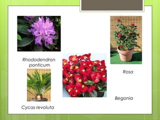 Rhododendron
  ponticum
                    Rosa




                 Begonia

Cycas revoluta
 