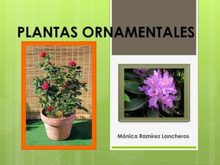 PLANTAS ORNAMENTALES




           Mónica Ramírez Lancheros
 