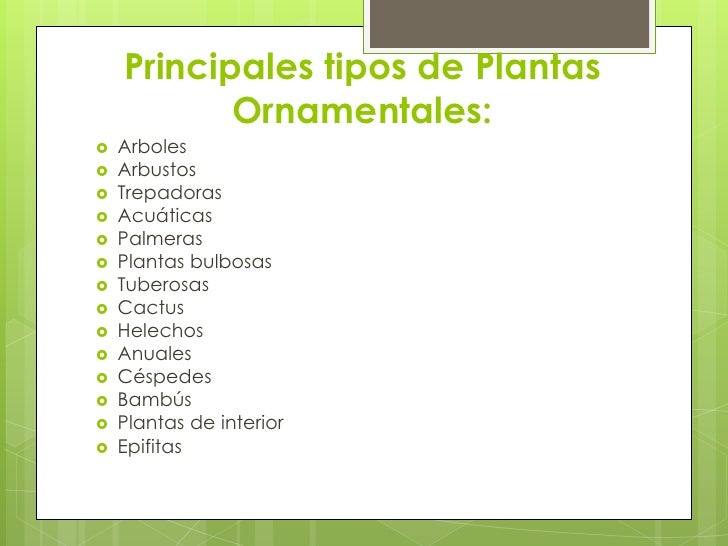 Tipos De Arboles Decorativos Tipos De Arboles Decorativos
