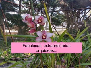 Fabulosas, extraordinarias
orquídeas...
 