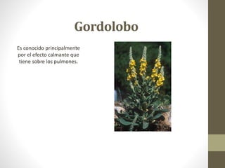 Gordolobo
Es conocido principalmente
por el efecto calmante que
tiene sobre los pulmones.