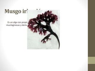 Musgo irlandés
Es un alga con propiedades
mucilaginosas y demulcentes.