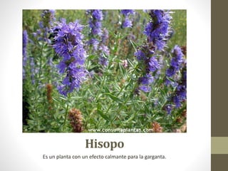 Hisopo
Es un planta con un efecto calmante para la garganta.