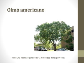 Olmo americano
Tiene una habilidad para quitar la mucosidad de los pulmones.