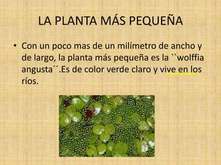 LA PLANTA MÁS PEQUEÑA
• Con un poco mas de un milímetro de ancho y
de largo, la planta más pequeña es la ``wolffia
angusta´´.Es de color verde claro y vive en los
ríos.