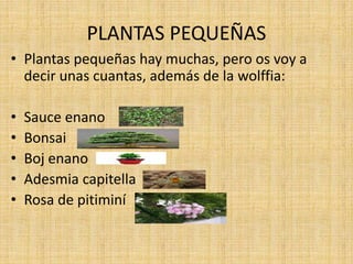 PLANTAS PEQUEÑAS
• Plantas pequeñas hay muchas, pero os voy a
decir unas cuantas, además de la wolffia:
• Sauce enano
• Bonsai
• Boj enano
• Adesmia capitella
• Rosa de pitiminí