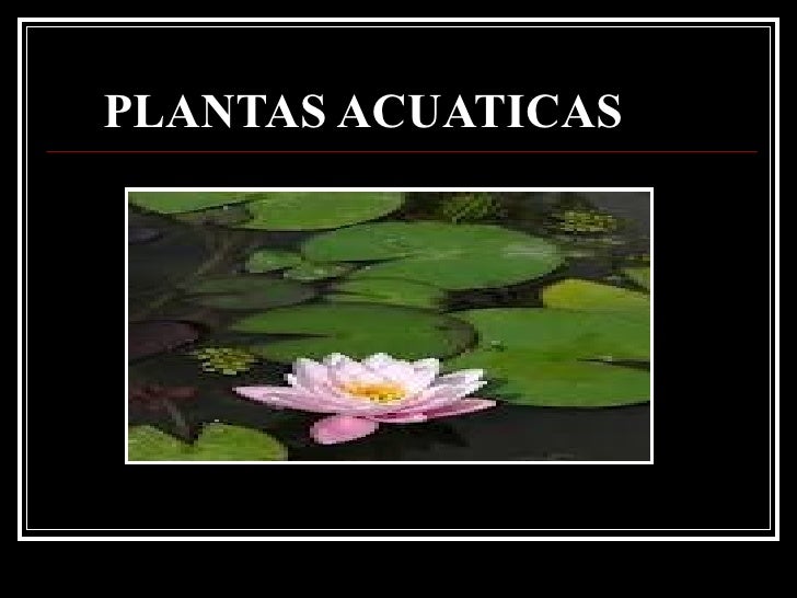 Plantas Terrestres Y Acuaticas