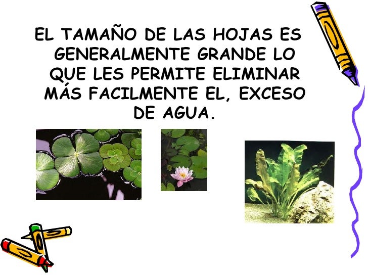 Plantas Terrestres Y Acuaticas