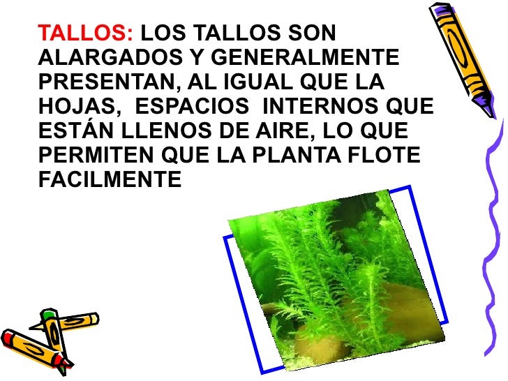 Plantas Terrestres Y Acuaticas