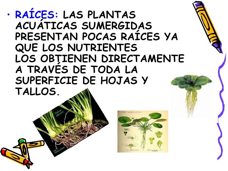 Plantas Terrestres Y Acuaticas