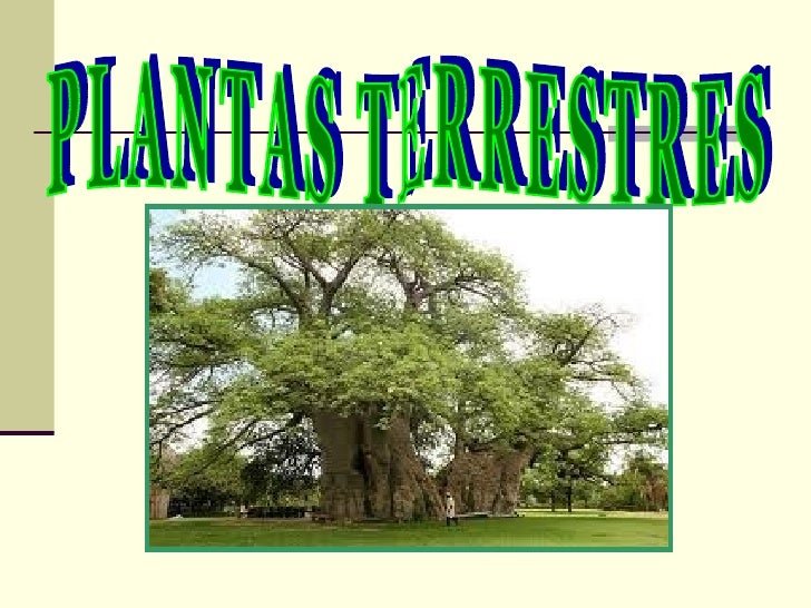 Plantas Terrestres Y Acuaticas