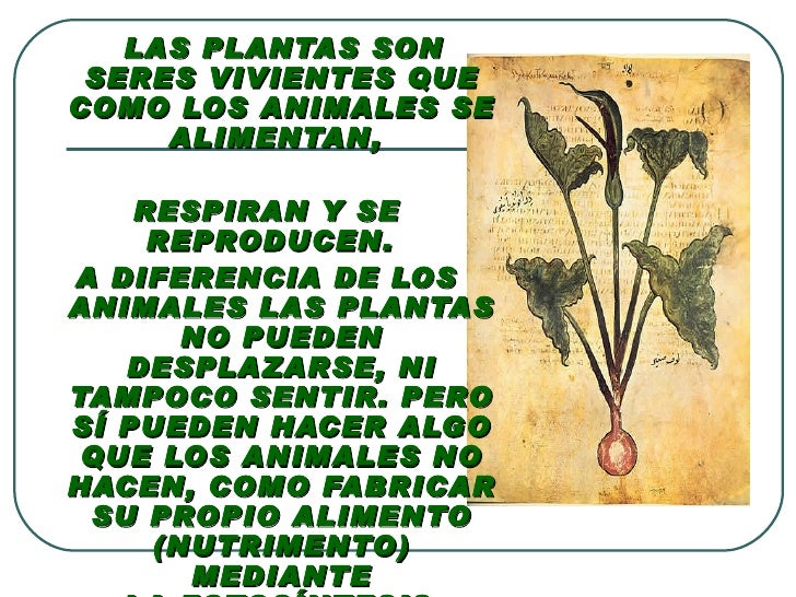 Plantas Terrestres Y Acuaticas