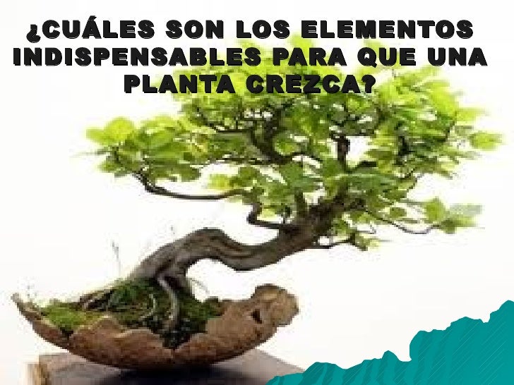 Plantas Terrestres Y Acuaticas