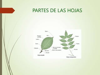 PARTES DE LAS HOJAS
 