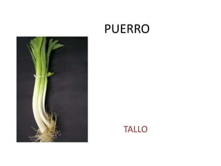PUERRO
TALLO
 