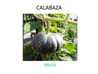 CALABAZA
FRUTO
 