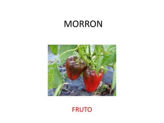 MORRON
FRUTO
 