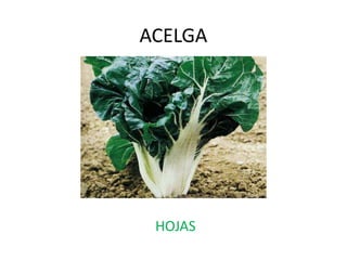 ACELGA
HOJAS
 