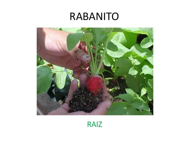30 Vegetales Comestibles Infojardn 30 Vegetales Comestibles Infojardn