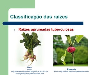 Classificação das raízes
o Raízes aprumadas tuberculosas
Nabo
Fonte:
http://cultivehortaorganica.blogspot.pt/2013/07/cul
tivo-organico-de-hortalicas-raizes.html
Rabanete
Fonte: http://hortas.info/como-plantar-rabanete
 