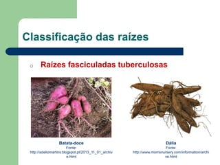 Classificação das raízes
o Raízes fasciculadas tuberculosas
Batata-doce
Fonte:
http://adeliomartins.blogspot.pt/2013_11_01_archiv
e.html
Dália
Fonte:
http://www.morrisnursery.com/information/archi
ve.html
 